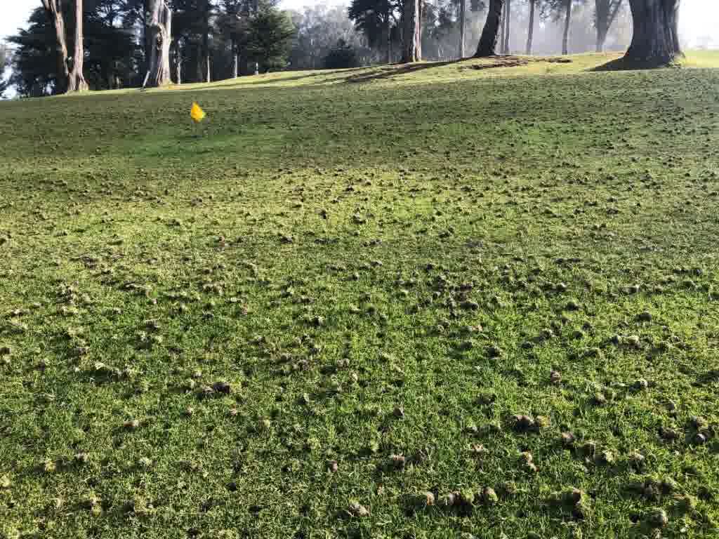 The result of a proper lawn aeration.
