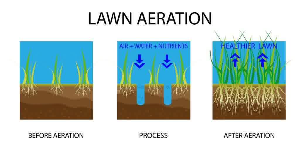 An illustration of what lawn aeration does for your grass.
