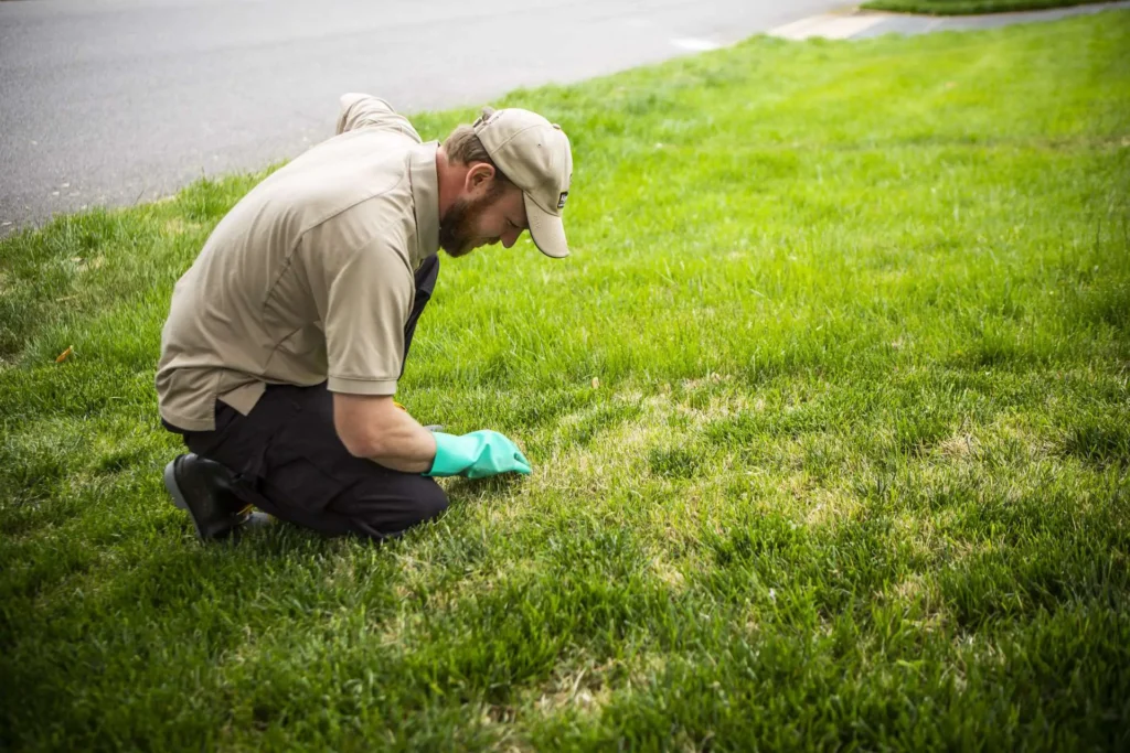 Why You Need Expert Lawn Care Services for a Healthy and Beautiful Lawn