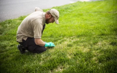 Why You Need Expert Lawn Care Services for a Healthy and Beautiful Lawn