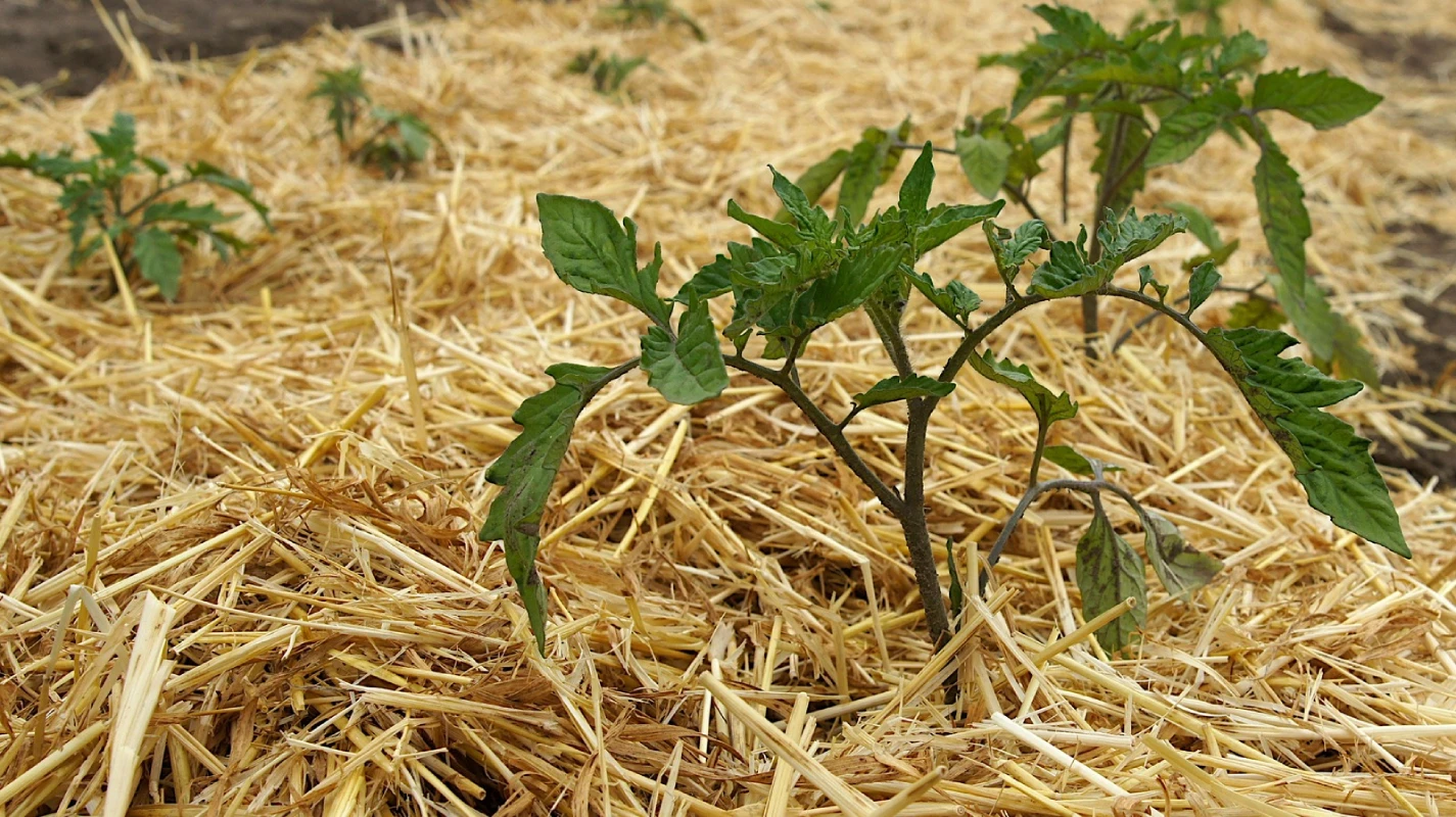Common Mulching Mistakes That Damage Landscaping and Plant Growth Areas