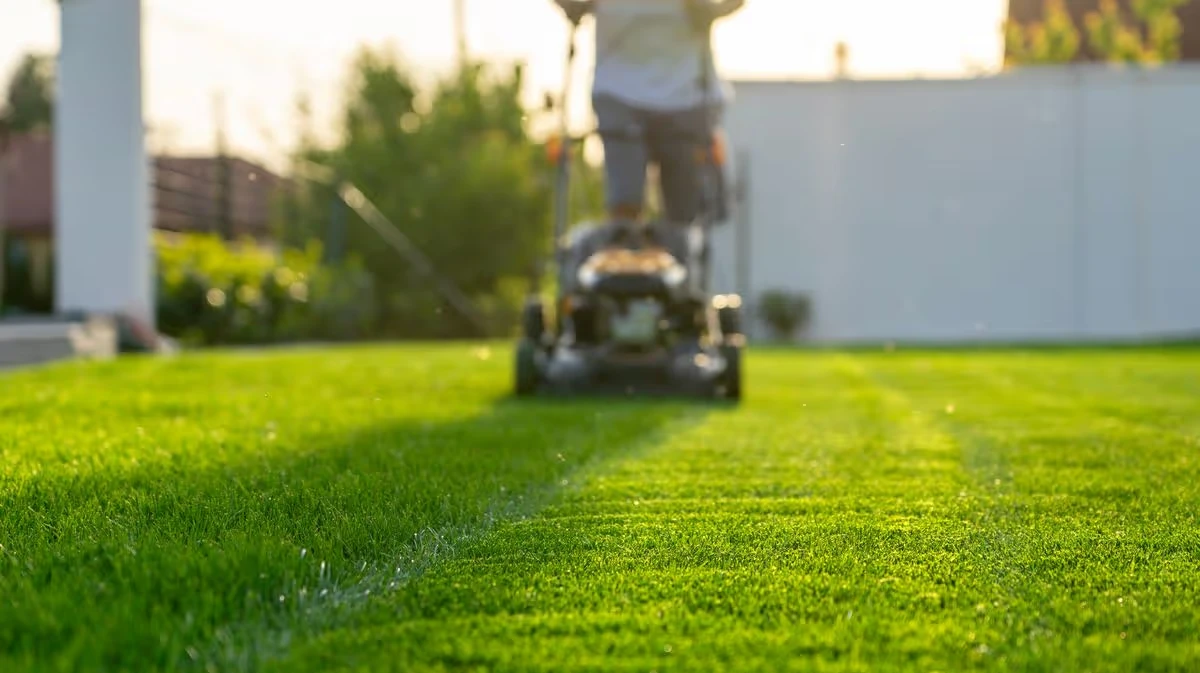 How Professional Lawn Mowing Services Improve Overall Lawn Health Faster