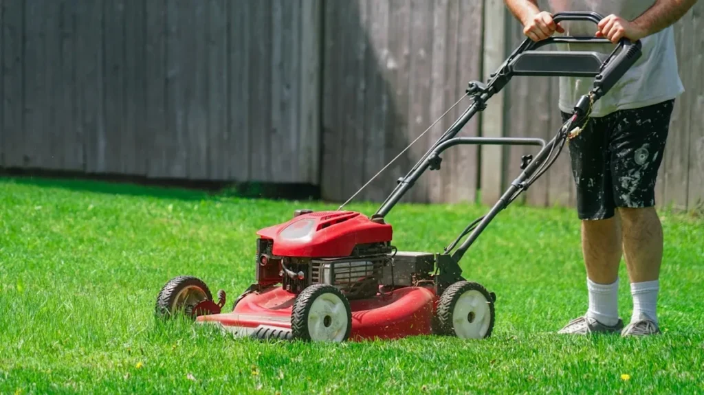 When to Repair or Replace Your Lawn