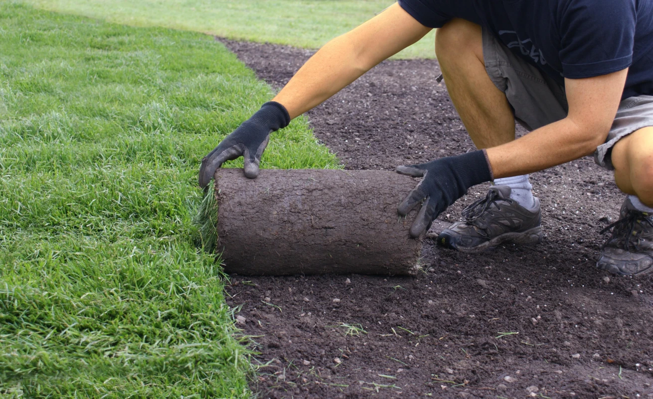 Why Professional Sod Installation Milton Homeowners Trust Produces Better Results